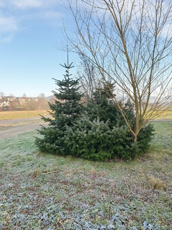 Echter Weihnachtsbaum Nordmanntanne auf einem Feld.